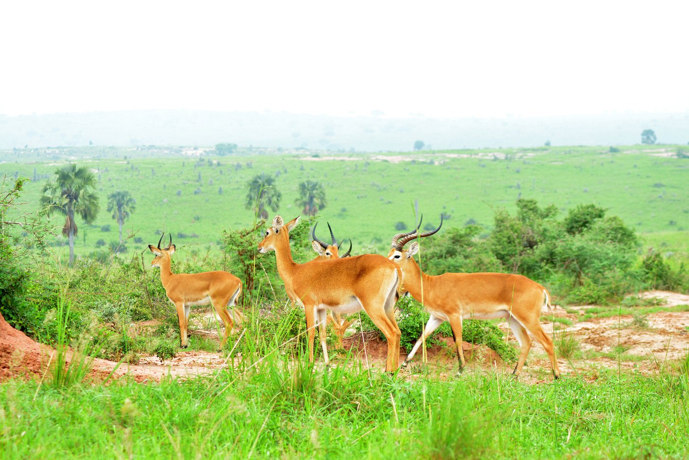 Uganda Kob family on the plains of Queen Elizabeth National Park